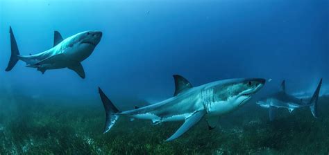 Great White Sharks — Australia - Big Animals Expeditions