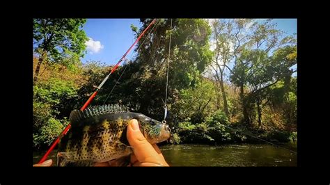 Pesca de guapotes con señuelo en río de ElSalvador fishing