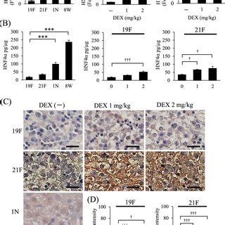 Hnf Mrna And Protein Levels Hepatocyte Nuclear Factor Alpha