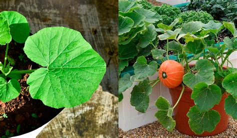 Trucos Para Cultivar Calabazas En Macetas Jardiner A Y Hogar