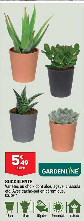 Promo Succulente Chez Aldi Icatalogue Fr