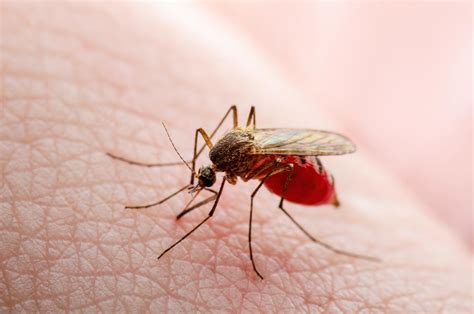 Dengue Fever Vs Malaria What To Know About The Mosquito Borne