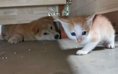 小土狗胆子真大，在猫妈妈面前欺负猫崽，猫妈妈却在旁边看热闹 乡园丫仔 乡园丫仔 哔哩哔哩视频