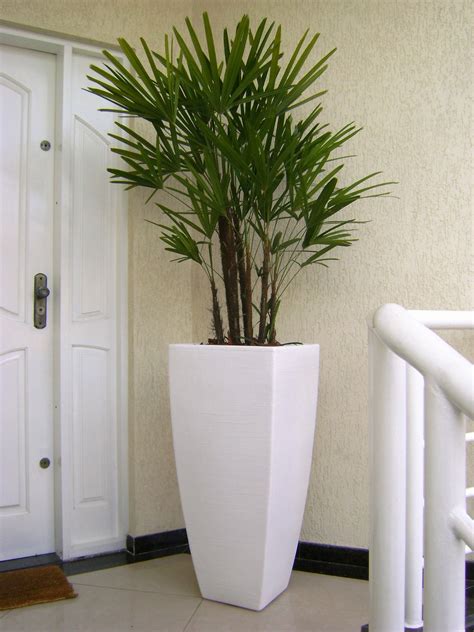 Arranjo Com Palmeira Ráfis House Plants Indoor House Plants Decor