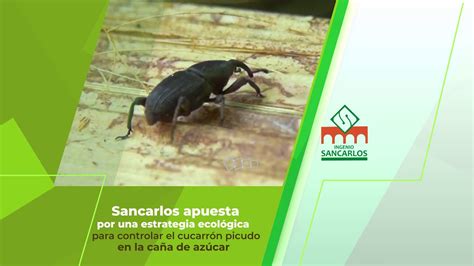 Sancarlos apuesta por una estrategia ecológica para combatir el