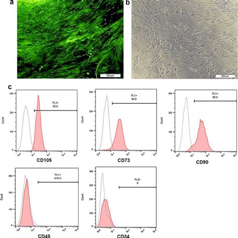 A And B Mesenchymal Stem Cells Isolated From Adipose Mass Demonstrated Download Scientific