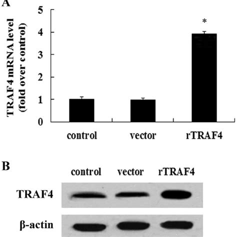 Correlation Of Traf Expression With Pathologic Parameter Of