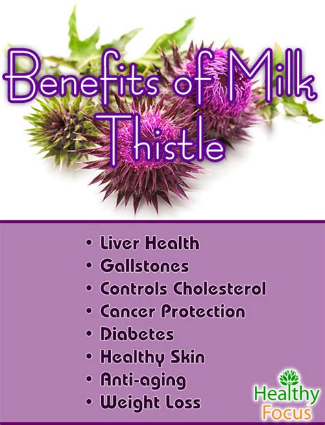 8 Proven Milk Thistle Benefits Healthy Focus