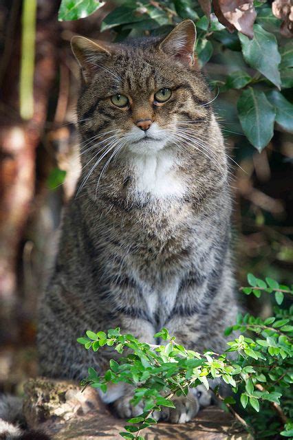 Scottish wildcat – Artofit