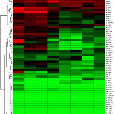 Expression Profiles Of Brassica Rapa Carotenoid Biosynthetic Genes In Download Scientific