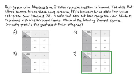 X Linked Punnett Squares