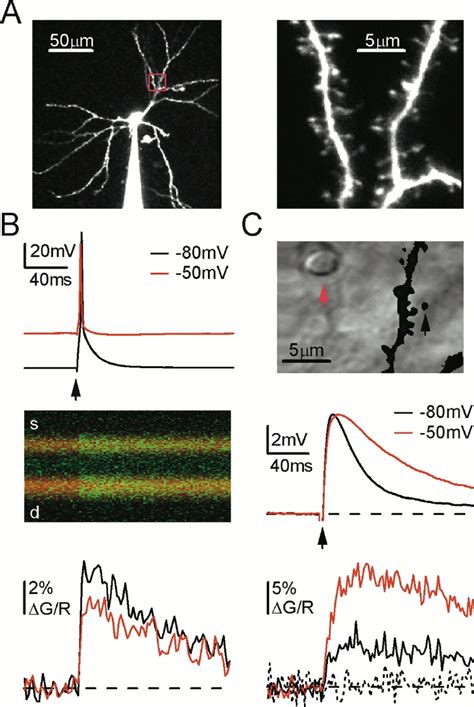 State Dependent Calcium Signaling In Dendritic Spines Of Striatal