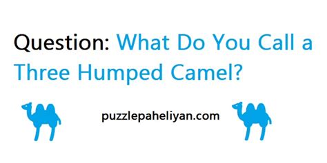 What Do You Call A Three Humped Camel Riddle Whatdosi