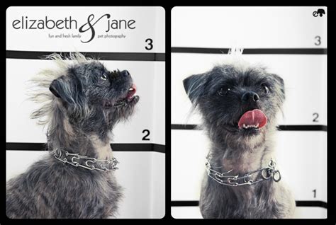 Dog Mugshots Gallery Ebaums World