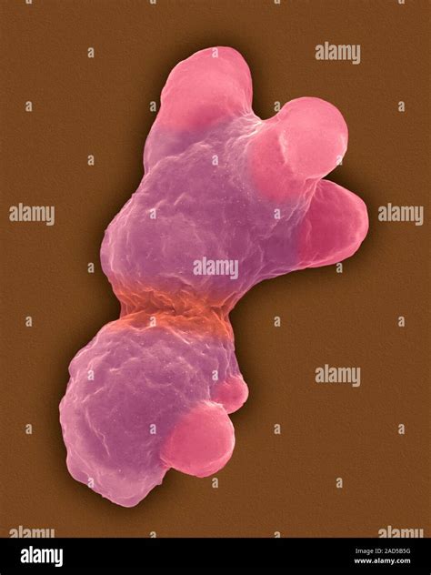 Entamoeba Histolytica Dividing Trophozoite With Lobopodial Extensions Coloured Scanning