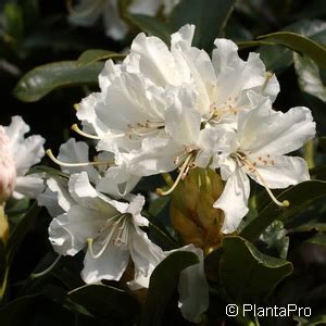 Rhododendron Rhododendron Caucasicum Gruppe Cunningham S White