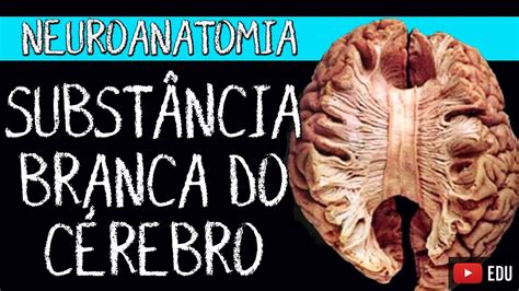 Subst Ncia Branca Do C Rebro Video Aula Neuroanatomia Funcional