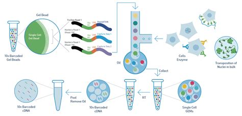 单细胞多组学解决方案 服务生物器材网