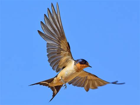 Barn Swallow | Celebrate Urban Birds