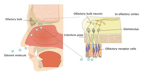 Olfaction Chemcom