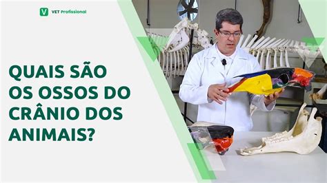 Anatomia Veterinária Ossos do Crânio YouTube