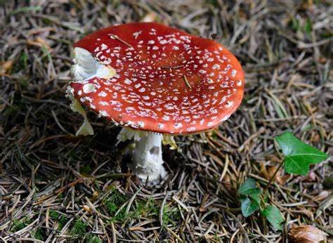 Amanite Tue Mouches Amanita Mascara Fausse Oronge Flickr