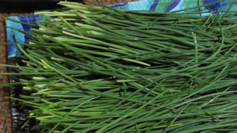 How To Dry Garlic Chives Youtube