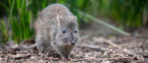 Potoroo A Z Animals