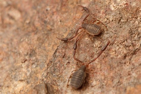 Pseudoscorpions Small Strange Arachnids Spiderbytes