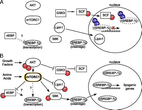 Distinct MTORC1 Pathways For Transcription And Cleavage Of SREBP 1c PNAS