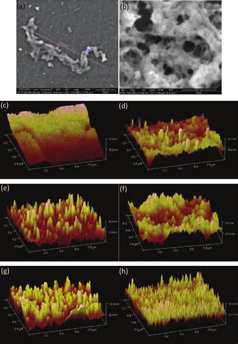 SEM And AFM Images On GC Plates A SEM Image Of DNA Aggregates B