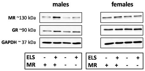 Frontiers Sex Dependent Modulation Of Acute Stress Reactivity After