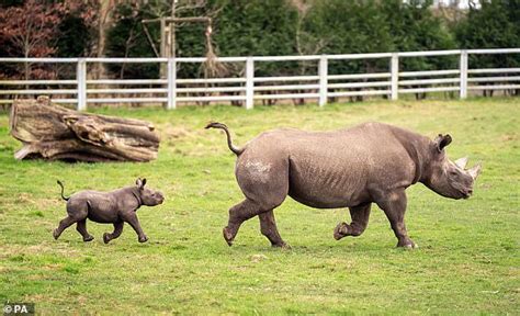 How Horn Derful Endangered Baby Black Rhino Is Born In Yorkshire