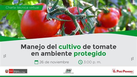 Manejo Del Cultivo De Tomate En Ambiente Protegido Youtube