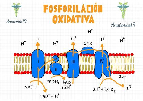 Respiraci N Celular Ciclo De Krebs Gluc Lisis Y Fosforilaci N