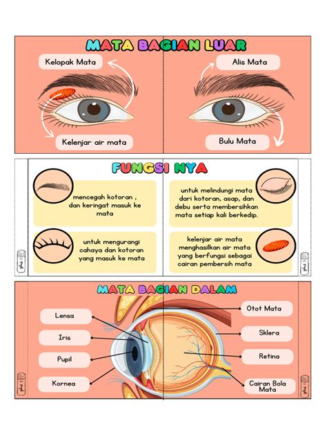 Bagian Mata Manusia Pdf