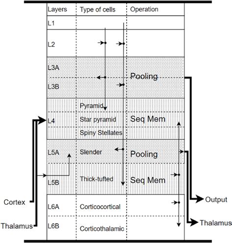 Layers in the Neocortex and their connections: The thalamus transmits ...