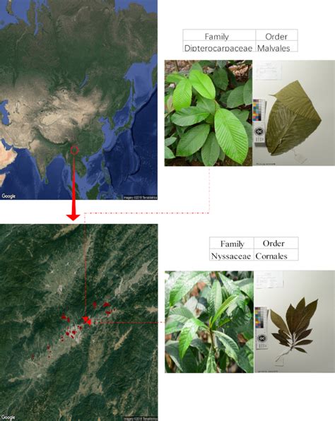 Molecular Digitization Of A Botanical Garden High Depth Whole Genome