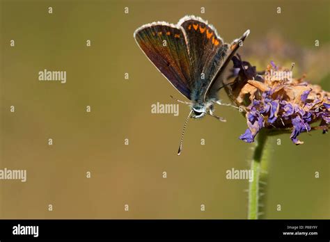 Vals Bruin Blauwtje Mountain Argus Aricia Artaxerxes Stock Photo Alamy