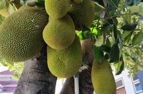 Nangka Termasuk Dikotil Atau Monokotil Ini Jawabannya