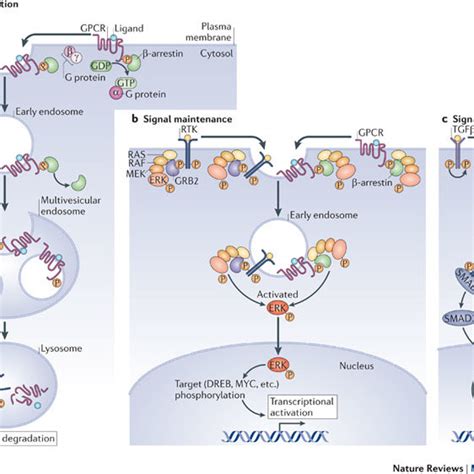 Nature Reviews Molecular Cell Biology