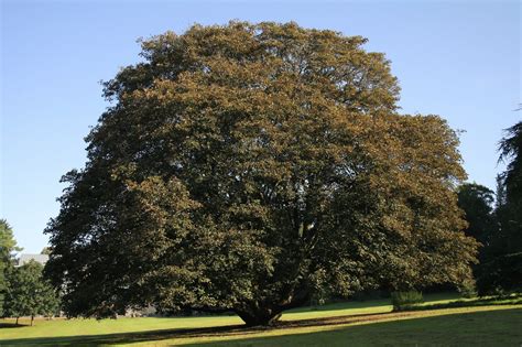 Trees Planet Acer Pseudoplatanus Sycamore Maple