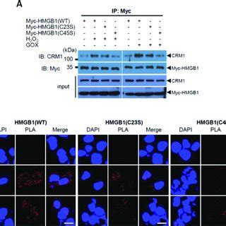 Binding Of Disulfide Hmgb To Crm A Ip Of Myc Tagged Hmgb Wt