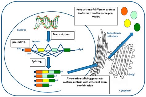 Genes Free Full Text Impact Characterization And Rescue Of Pre