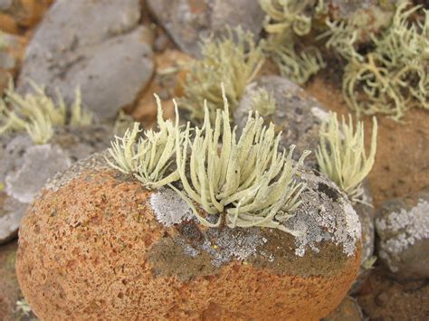 Free Mexican Desert Plants Stock Photo - FreeImages.com