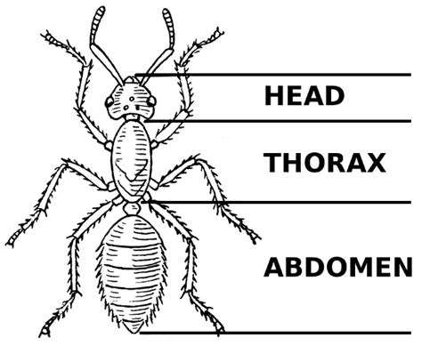 Inspect the Insect - Junior Master Gardener