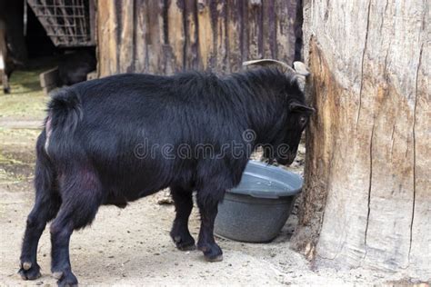 Black Alpine Goat Beating Its Horns Against a Tree. Stock Image - Image ...