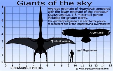 Size comparison:Quetzalcoatlus,Argentavis,1,8m long human | Prehistoric ...