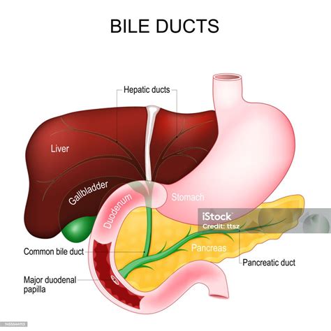 Saluran Empedu Sistem Pencernaan Ilustrasi Stok Unduh Gambar Sekarang
