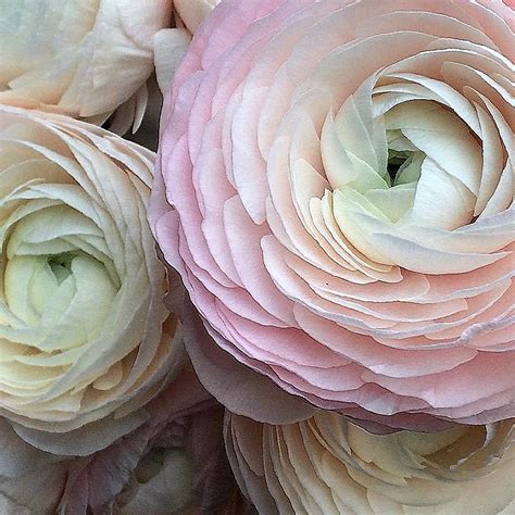 Blush Cloni Hanoi Ranunculus Florabundance Wholesale Flowers